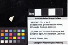 Foto (Objket + Etiketten) von Decapoda indet. 